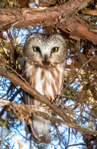 norther saw-whet owl perched in a tree