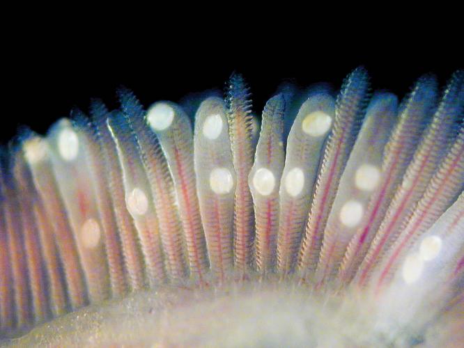 Glochidia on fish gills
