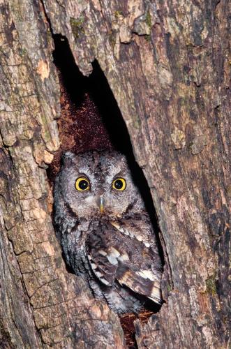 Screech-owl keeps watch from its hole in a tree