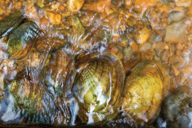 Mussels in a river