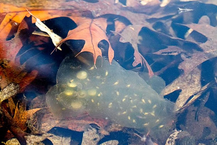 Salamander eggs in a pond