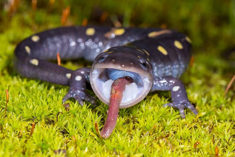 Salamander eats a earthworm