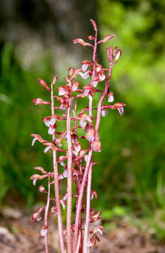 Spring Coral Root