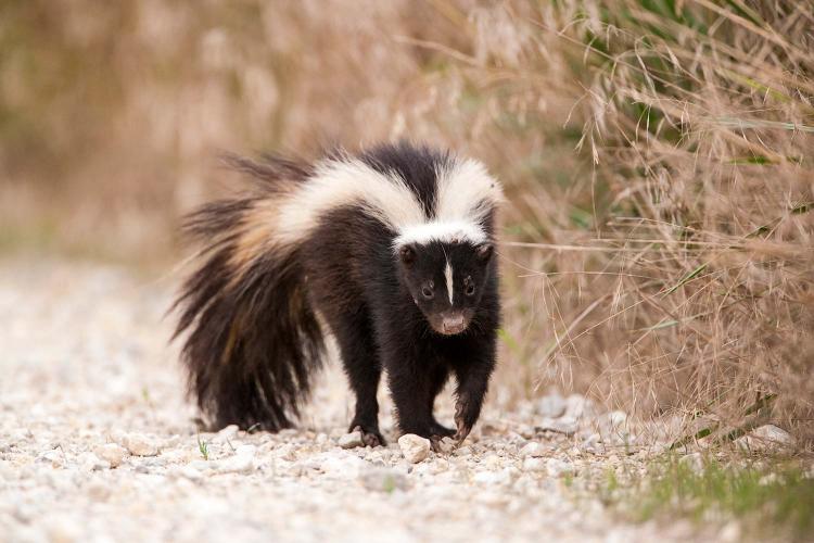 skunk walking down a road
