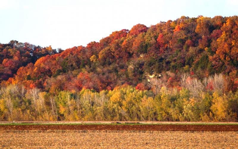 Fall color display from a previous year along the Missouri River near Hartsburg 