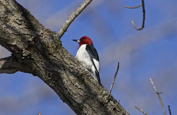Christmas Bird Count at MDC's Four Rivers Conservation Area.