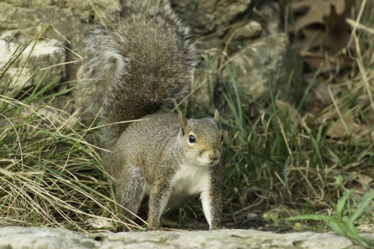 A gray squirrel caught foraging in the brush.