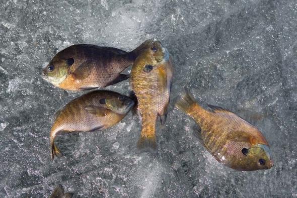 Fish laying on the ice.