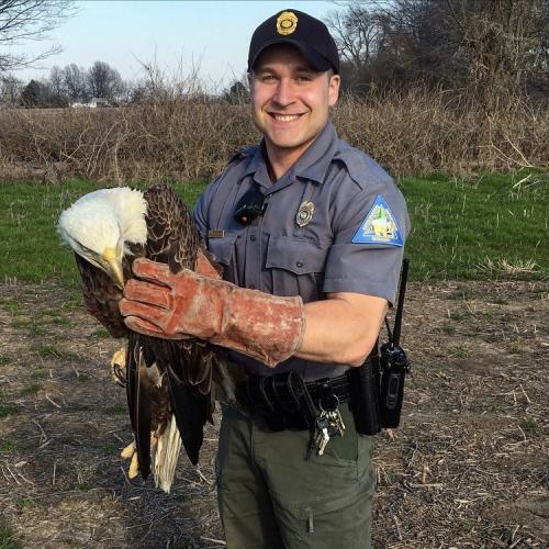 MDC Agent Nick Bommarito holds rescued bald eagle