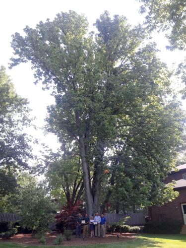 State Champion Ohio Buckeye tree