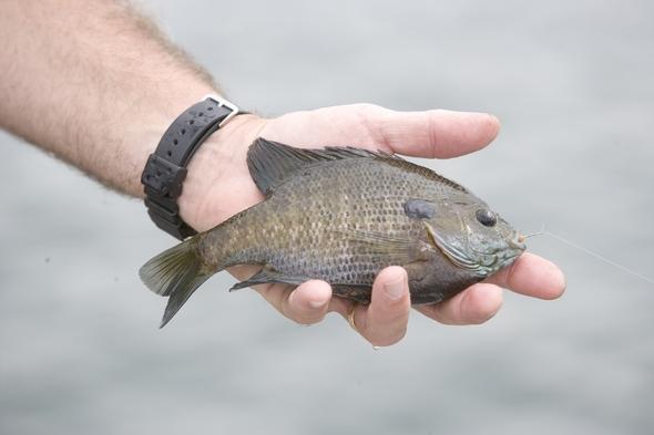 Angler showing off his hand-sized sunfish