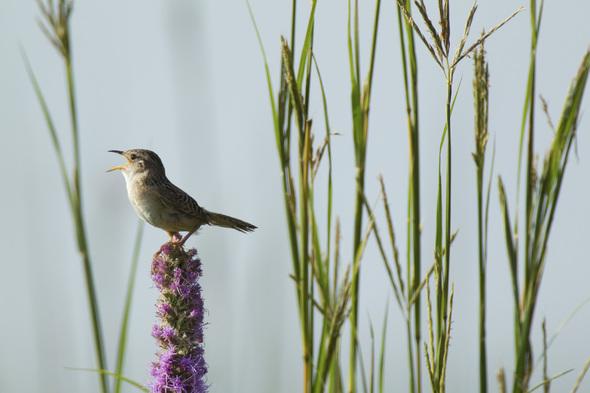 Picture of a bird on a flower at Dunn Ranch 