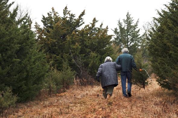 Two people walking through a field of red cedars looking for the perfect Christmas tree.