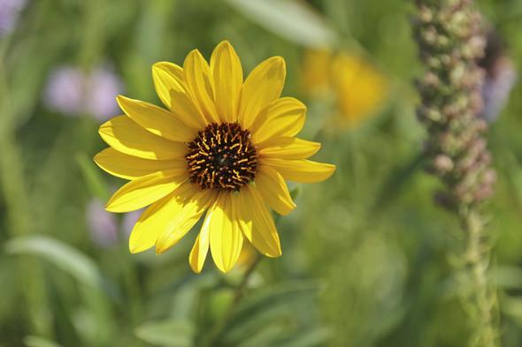 Yellow rigid sunflower