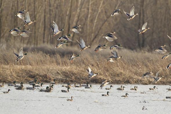 Ducks floating on and flying over a wetland