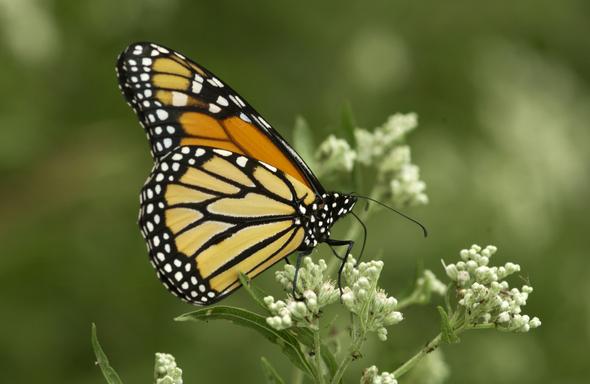 Monarch butterfly resting on a flower.