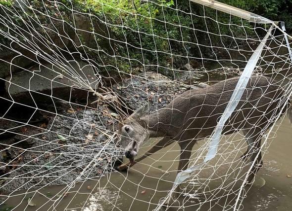 buck entangled in soccer net 