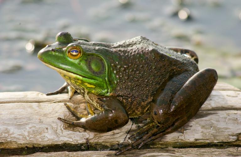 A bullfrog on a log