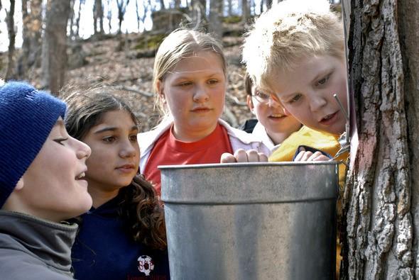 kids collecting maple sap