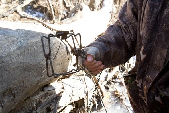 A man holds a conibear trap for fur trapping.