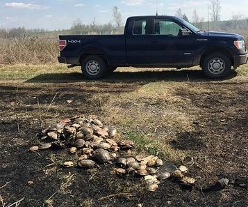 pile of dead turtles with truck in background