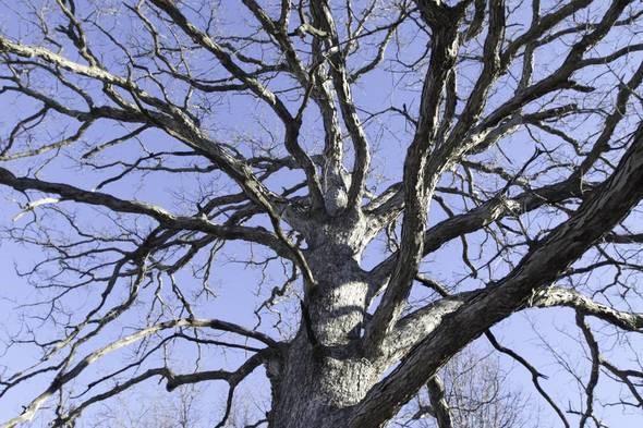dormant tree