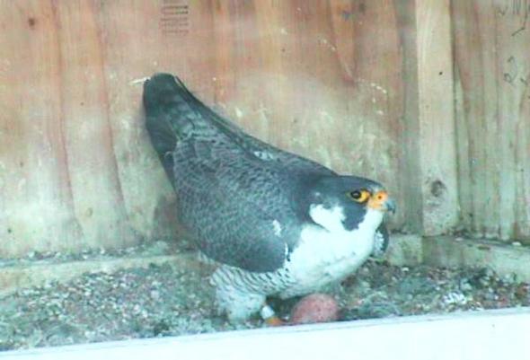 peregrine falcon on next
