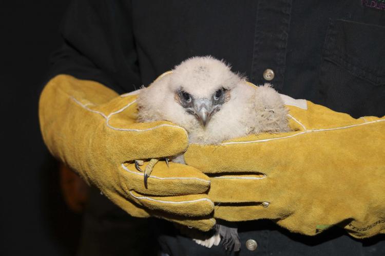 Closeup of staff holding one of the falcon chicks.