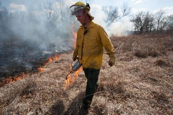 Worker using a drip torch at a prescribed fire.