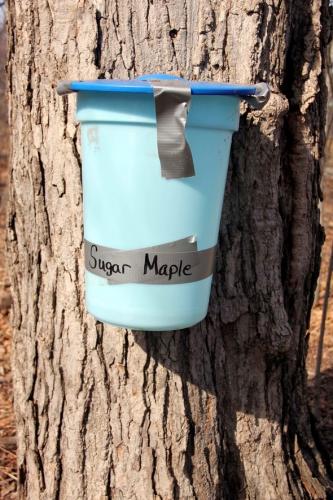 maple sugar collection bucket
