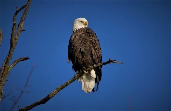 perched eagle on branch