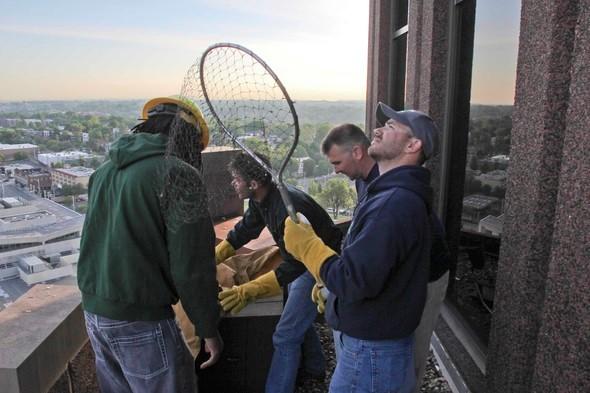 MDC staff visit a peregrine falcon nesting box to band the birds