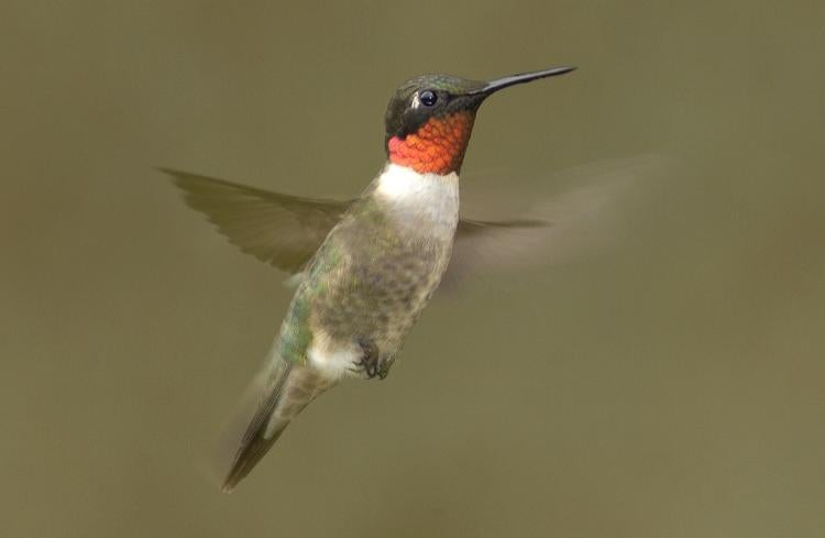 ruby throated hummingbird in flight