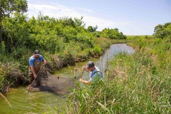 two MDC staff sampling fish populations in a creek