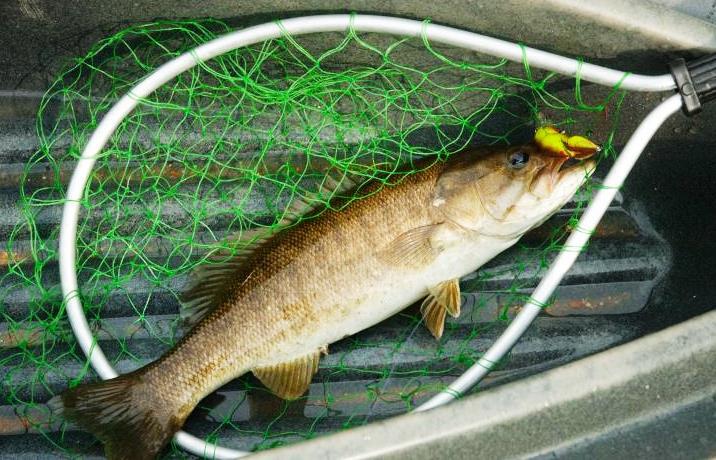 Smallmouth bass in landing net.