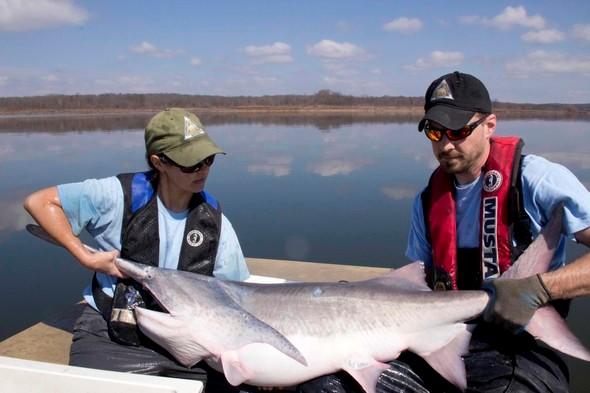 MDC biologists with a paddlefish on a boat