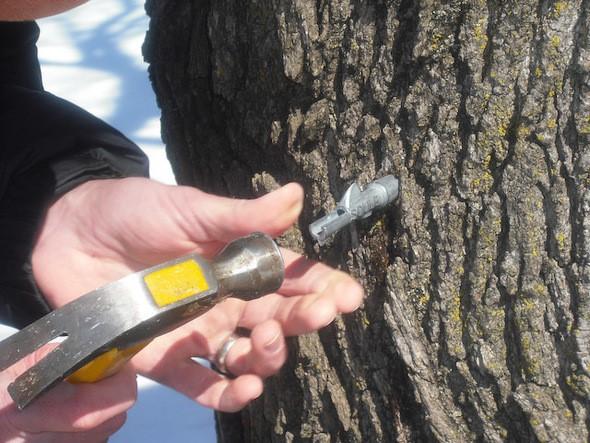 tree tapping for maple sugaring 