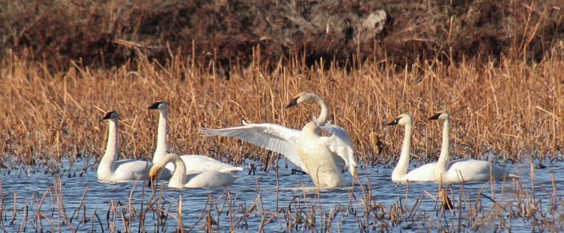 A group of trumpeter swans float in water.