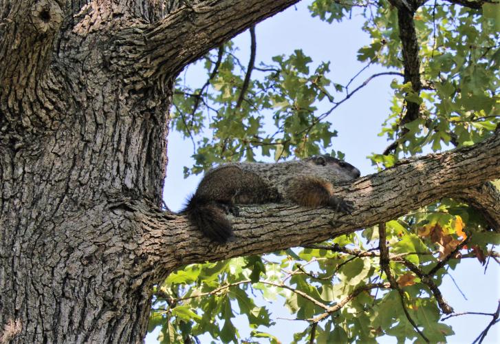 Groundhog laying on tree limb.