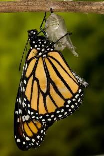 Monarch butterfly gripping and hanging from its empty chrysalis shell