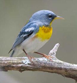 Photo of a northern parula perched on a stick