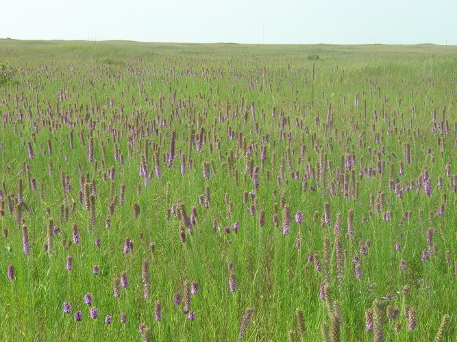 Prairie field found on the Diamond Grove Prairie Conservation Area