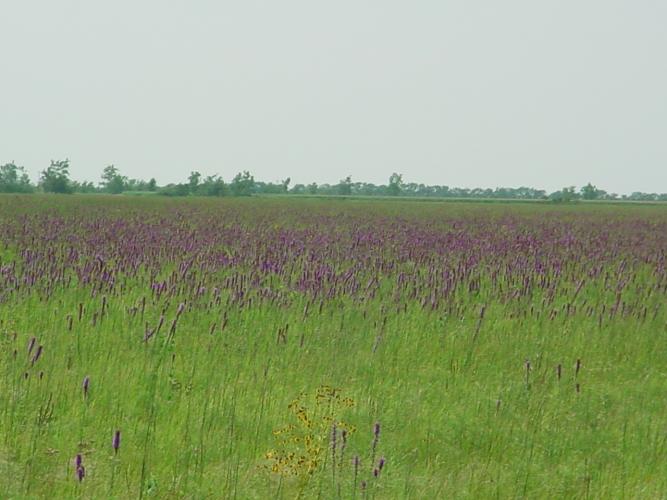 Tall grasses and flowers at Wah-Sha-She Prairie