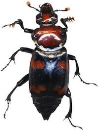 A black beetle with red marks 