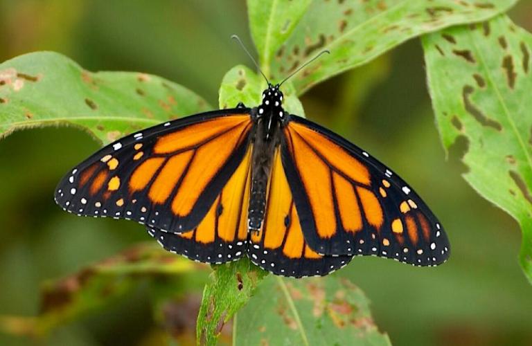 Male monarch resting on a plant