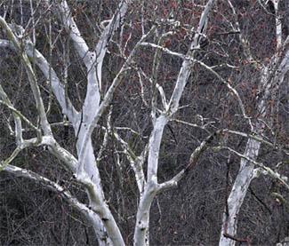 Photo of bare sycamore limbs showing young white bark with grayish patches.