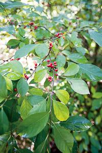 Spicebush showing oval leaves and red berries