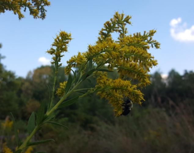 Photo of goldenrod flower clusters with bumble bee