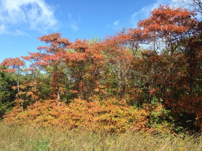 Photo of a sassafras grove showing fall color.