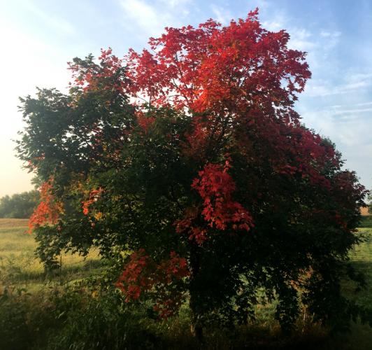Sugar maple tree in Andrew County, showing red fall color on top and south side of tree, with rest of it green